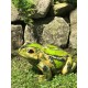 Ogrodowa dekoracja - Żaba Duża. Alimar24.pl