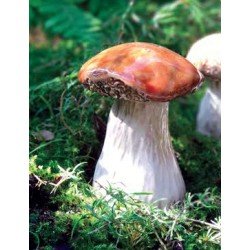 Grzyby Borowik Duży Dekoracja ceramiczna ogrodowa. www.alimar24.pl