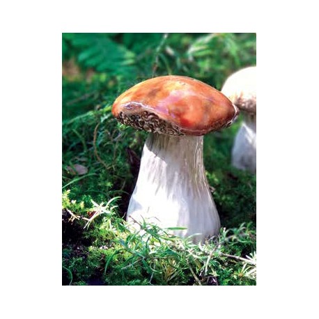 Grzyby Borowik Duży Dekoracja ceramiczna ogrodowa. www.alimar24.pl