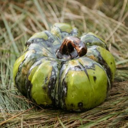 Dekoracja do domu i ogrodu. Dynia zielona duża. www.alimar24.pl