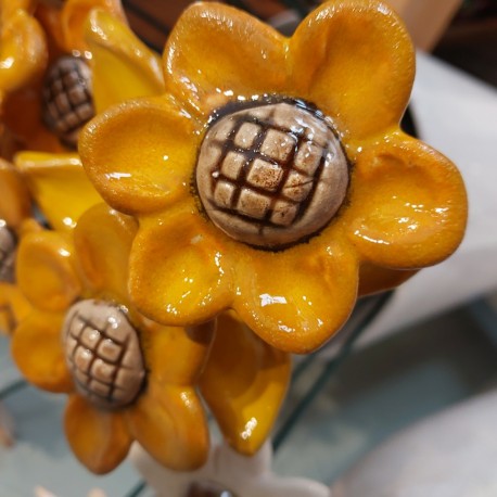 Kwiaty ogrodowe.Margaretki dekoracyjne do domu i ogrodu. Alimar24.pl