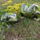 Ogrodowa dekoracja - Żaba Duża. Alimar24.pl