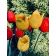 Tulipan, tulipany kwiaty ceramiczne wys.kwiatu 7 cm, dł. łodygi 50 cm